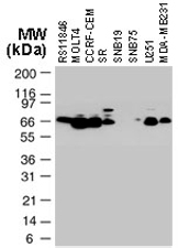 PAB0276 - TRAF3 / CRAF1