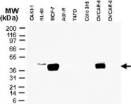 PAB0281 - CARD8 / NDPP1