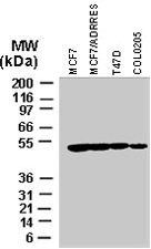 PAB0282 - IAP3 / BIRC4