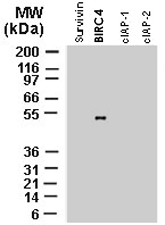 PAB0282 - IAP3 / BIRC4