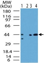 PAB0288 - SMAD3