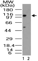 PAB0291 - RanBP11 / Importin-11