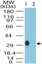 PAB0294 - DUSP13