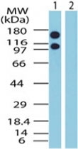 PAB0296 - XPO1 / Exportin-1