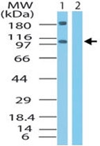 PAB0297 - XPO4 / Exportin-4