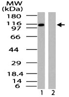 PAB0300 - RanBP9 / Importin-9