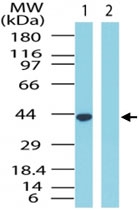 PAB0306 - GPR65 / Psychosine receptor