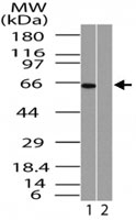 PAB0312 - RELA / NF-kB p65