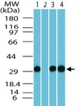 PAB0316 - FAM3C