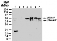 PAB0324 - AIFM1 / AIF