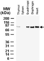PAB0330 - BAG3