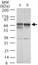PAB0339 - Lamin-B1 (LMNB1)