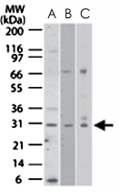 PAB0348 - Nurim