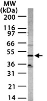 PAB0361 - CD184 / CXCR4