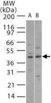 PAB0372 - MAP kinase p38 beta / MAPK11