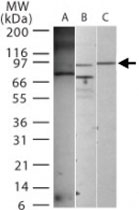 PAB0374 - CD284 / TLR4