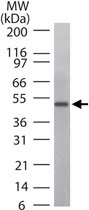 PAB0377 - CD4