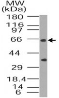 PAB0383 - BAG4