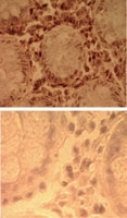 PAB0384 - TLR7