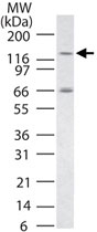PAB0384 - TLR7
