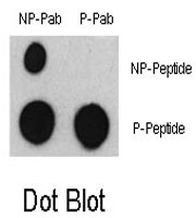 PAB0410 - ATF2