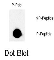 PAB0422 - B-Raf proto-oncogene