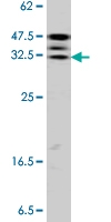PAB0423 - Caspase-6