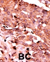 PAB0423 - Caspase-6