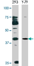 PAB0424 - Caspase-9
