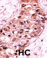 PAB0424 - Caspase-9