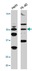 PAB0429 - CDC25A