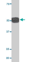 PAB0429 - CDC25A