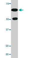 PAB0429 - CDC25A