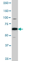 PAB0432 - CDC25B