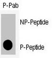 PAB0436 - CDK1