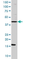 PAB0443 - AP-1 / c-Jun