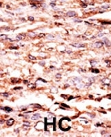 PAB0444 - AP-1 / c-Jun