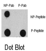 PAB0455 - EGFR / ERBB1