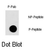 PAB0475 - c-fos