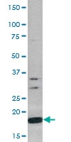 PAB0481 - Histone H3.1