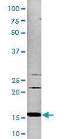 PAB0482 - Histone H3.1