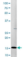 PAB0484 - Histone H3.1