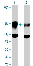 PAB0505 - CD309 / VEGFR-2 / Flk-1