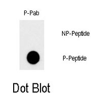 PAB0541 - c-Myc