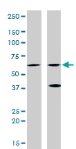 PAB0546 - RELA / NF-kB p65