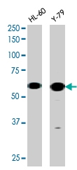 PAB0583 - RAD9A