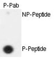 PAB0608 - Separin / ESPL1