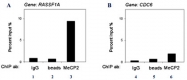 PAB0646 - MeCP2