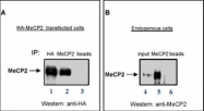 PAB0646 - MeCP2