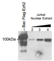 PAB0648 - EZH2 / KMT6